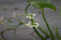 Limnophyton obtusifolium